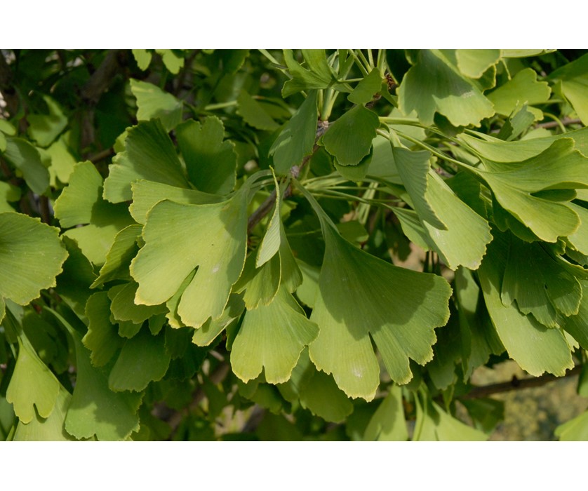 Maidenhair Tree